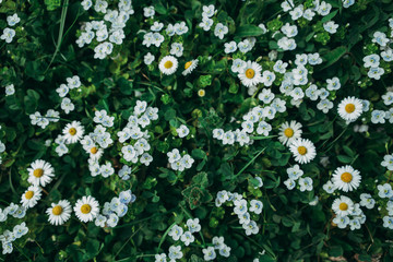 Green field with lot of daisy white flowers in top down view on vibrant spring grass -