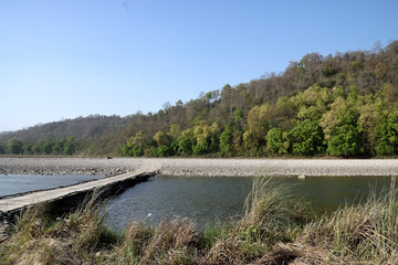 Fototapeta premium Corbett Tiger reserve forest in India
