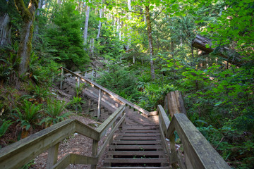 Stairs in florest