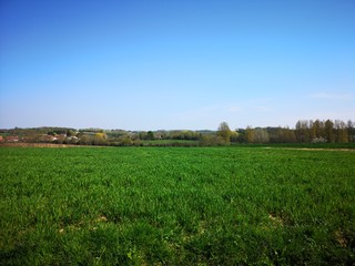 Field of grass overlooking forest and residential area, countryside landscape