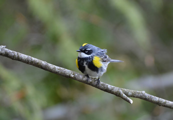 Fototapeta premium Yellow rumped warbler
