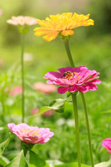 Flowers in the park