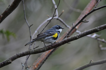 Yellow rumped warbler
