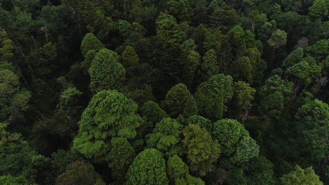 Aerial view forest and ancient palace under grey cloudy sky. Drone flying above treetop in park and palace in mountain, panning shot moving up. Portugal, Luso