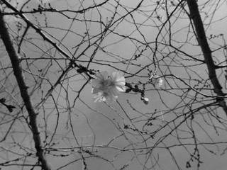 immagine in bianco e nero di un fiore solitario su un ramo a primavera