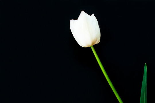 Isolated white tulip with black background.Copy space 