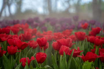 field of red tulips