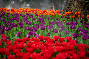 field of red tulips