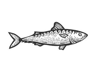 Herring Clupea fish food animal sketch engraving vector illustration. Scratch board style imitation. Black and white hand drawn image.