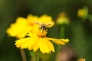 Blooming flowers and industrious bees