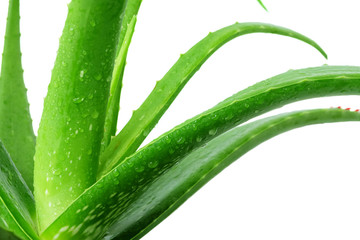 Closer to the details of fresh aloe vera plants with water drops on green leaves isolated on a white background.