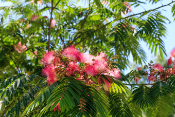 The albizzia tree in the park