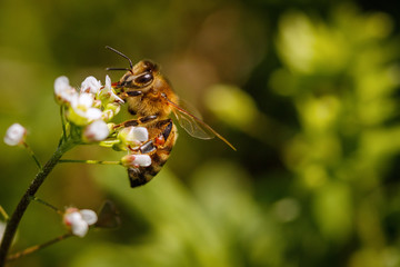Bee on a white flower collecting pollen and gathering nectar to produce honey in the hive