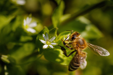 Bee on a white flower collecting pollen and gathering nectar to produce honey in the hive