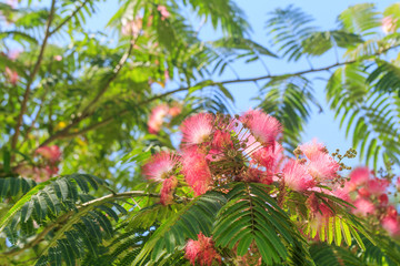 The albizzia tree in the park