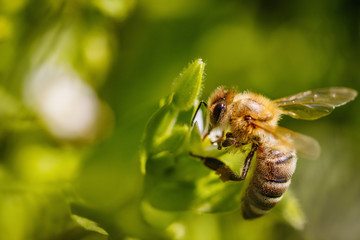 Bee on a white flower collecting pollen and gathering nectar to produce honey in the hive