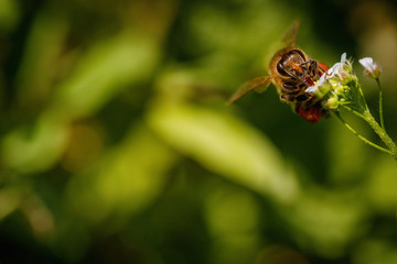Bee on a white flower collecting pollen and gathering nectar to produce honey in the hive