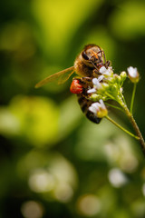 Bee on a white flower collecting pollen and gathering nectar to produce honey in the hive
