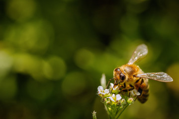 Bee on a white flower collecting pollen and gathering nectar to produce honey in the hive