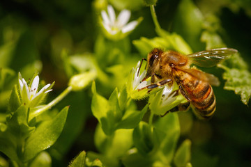 Bee on a white flower collecting pollen and gathering nectar to produce honey in the hive