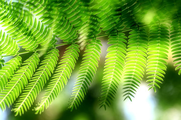 The albizzia tree in the park