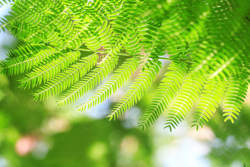 The albizzia tree in the park