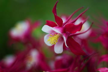 flower aquilegia red with white closeup