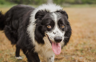 Old, senior Border Collie dog looking at the camera and panting outdoors