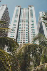 Fototapeta na wymiar large tall white skyscrapers with the blue windows on a blue sky background look out from behind the green palm trees