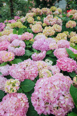 beautiful pink hydrangea flowers blooming in summer, background. A sea of pink hydrangea in bloom.
