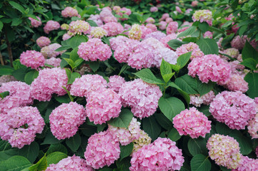 beautiful pink hydrangea flowers blooming in summer, background. A sea of pink hydrangea in bloom.