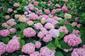 beautiful pink hydrangea flowers blooming in summer, background. A sea of pink hydrangea in bloom.