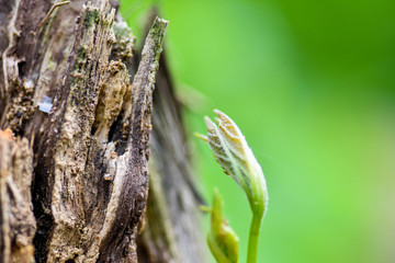 Nature wood bark pattern or texture. Old rough tree brown natural wooden abstract background. Timber material.