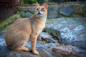 big wild cat with blue eyes