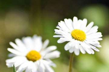Obraz na płótnie Canvas chamomile flowers closeup. Intention selective focus. Macro