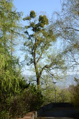 Green trees with mistletoe growing in spring