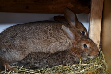 Domestic Rabbit with colorful  fur in a cage © babetka