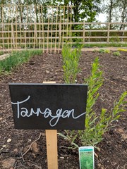 Tarragon Growing In An Allotment