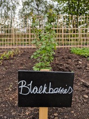 Blackberries Growing In An Allotment