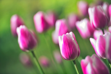 Colorful tulip field, summer flowerwith green leaf with blurred flower as background