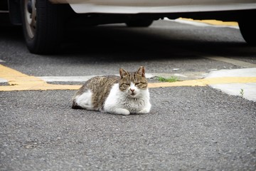 野良猫