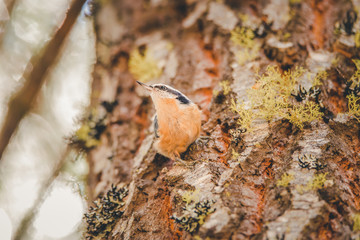 Red-breasted nuthatch in Lassen Volcanic National Park in Northern California