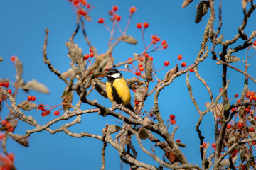 Colorful yellow Great Tit perches on a bare branch in winter