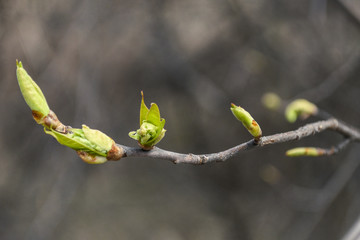 branch of tree with buds on a background
