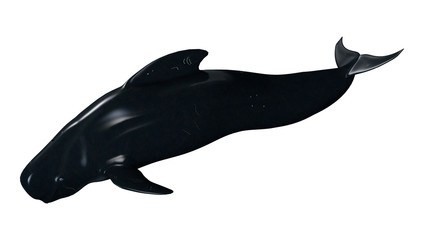 3D Rendering Pilot Whale on White