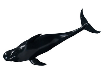 3D Rendering Pilot Whale on White