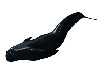 3D Rendering Pilot Whale on White