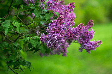 Spring branch of purple blooming lilac in Central Park isolated on green background