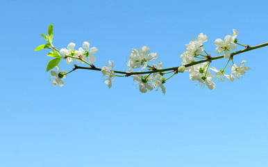 White flowering branch of cherry against the background of blue sky in spring.