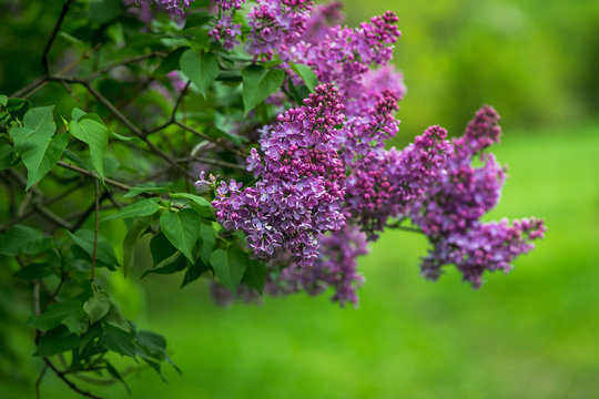 Spring branch of purple blooming lilac in Central Park isolated on green background